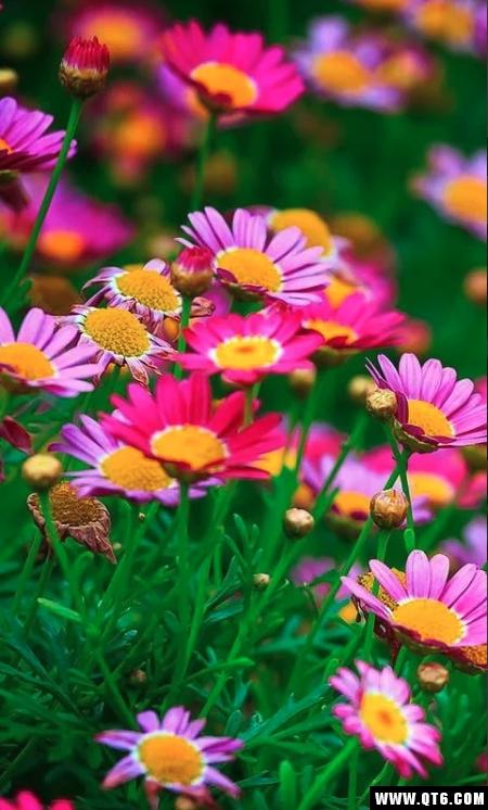 Flowers Live Wallpaper最新免费版下载1.6.0